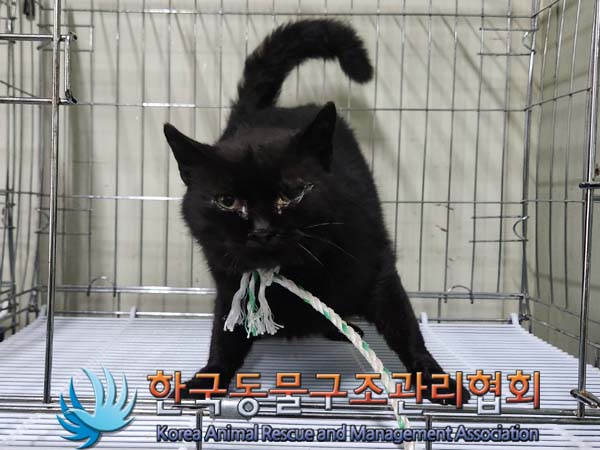 종료(안락사) 한국…